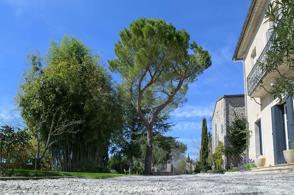 Paysage du domaine avec bambous et arbres sur la gauche, et deux maisons en pierre alignées sur la droite