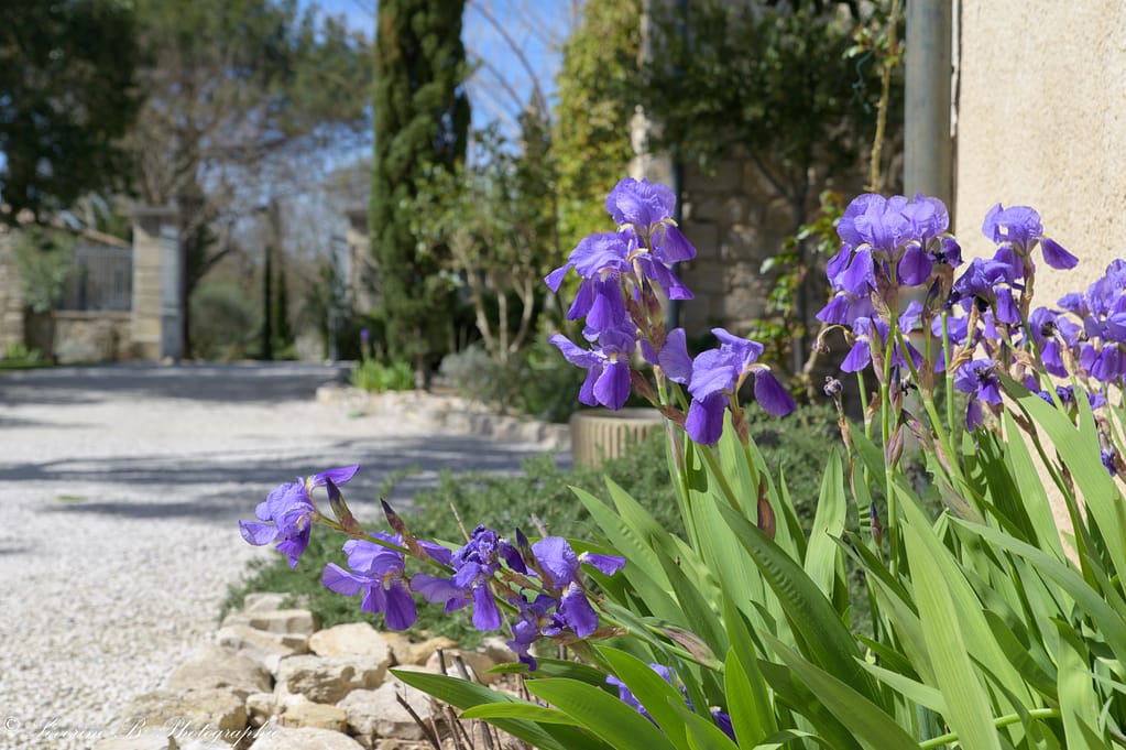 Gros plan sur un parterre d’iris violets fleuris le long du chemin du domaine de la Baraque de Sérignac